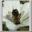 Megachile ericetorum - Blattschneiderbiene m05.jpg